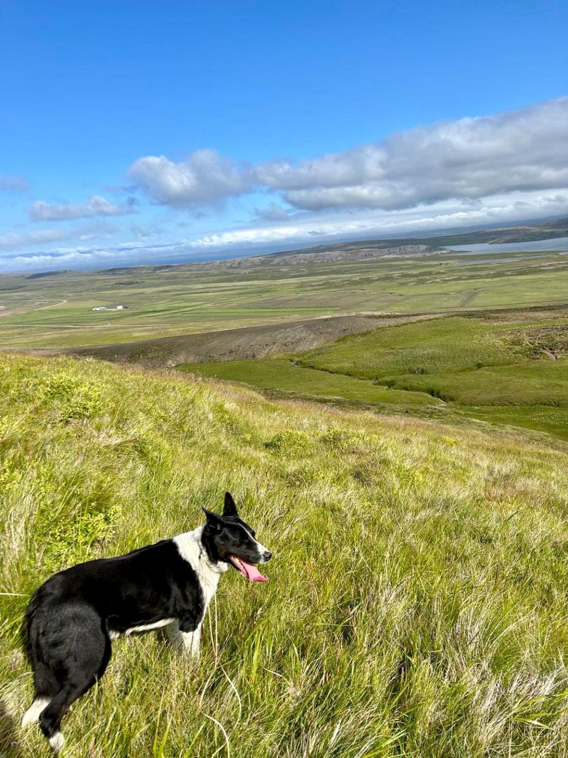 Syðri-Þverá Hvammstangi Esterno foto